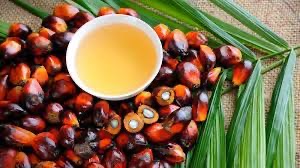 Demystifying the Link Between Palm Oil and Brain Health